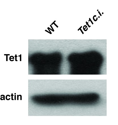 Figure 3—figure supplement 1.