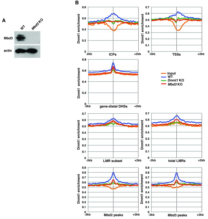 Figure 5—figure supplement 2.