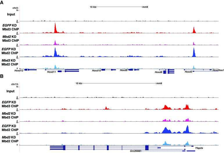 Figure 5—figure supplement 1.