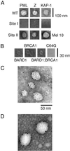 Fig 1.