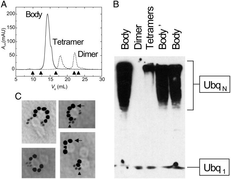 Fig 3.