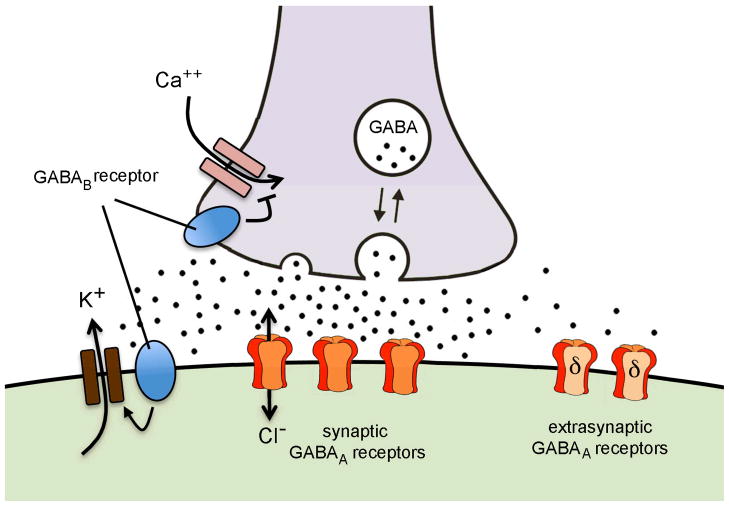 Depolarising and hyperpolarising actions of GABAA receptor activation ...