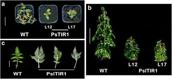 Fig. 2