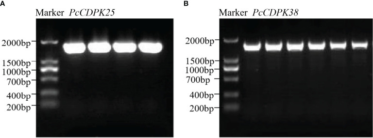 Figure 6