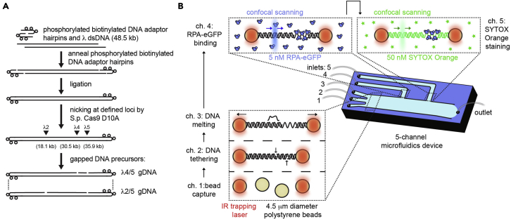 Figure 1