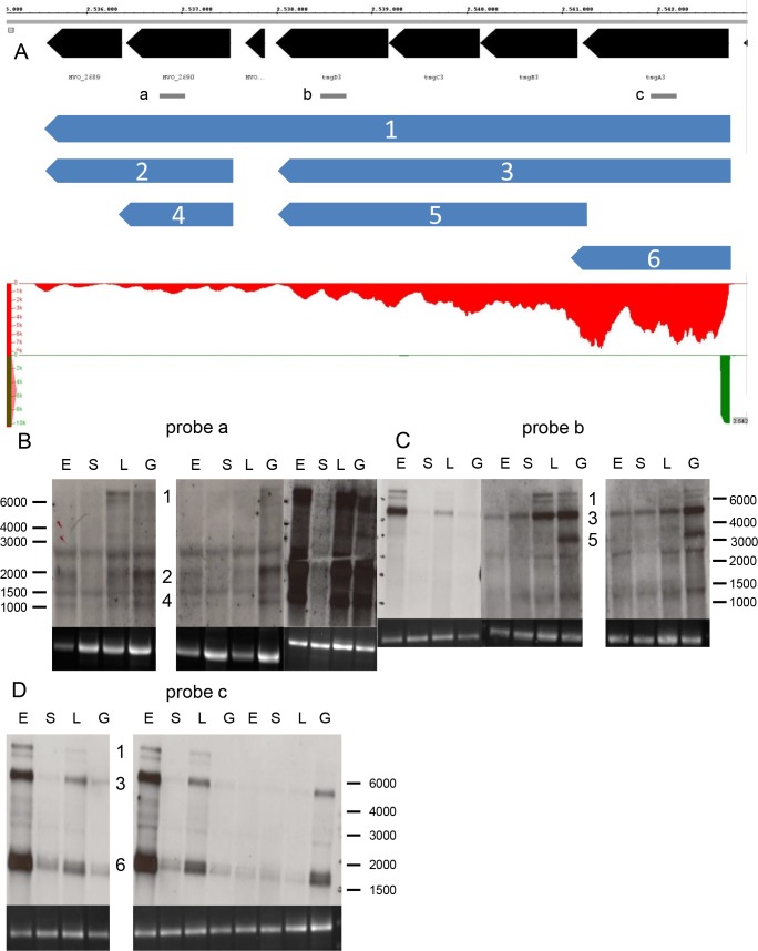 Fig 6