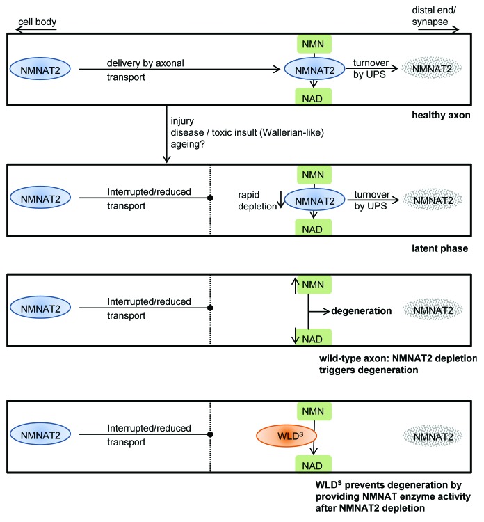 graphic file with name bioa-3-133-g1.jpg