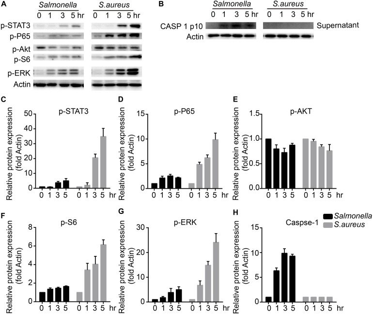 FIGURE 3