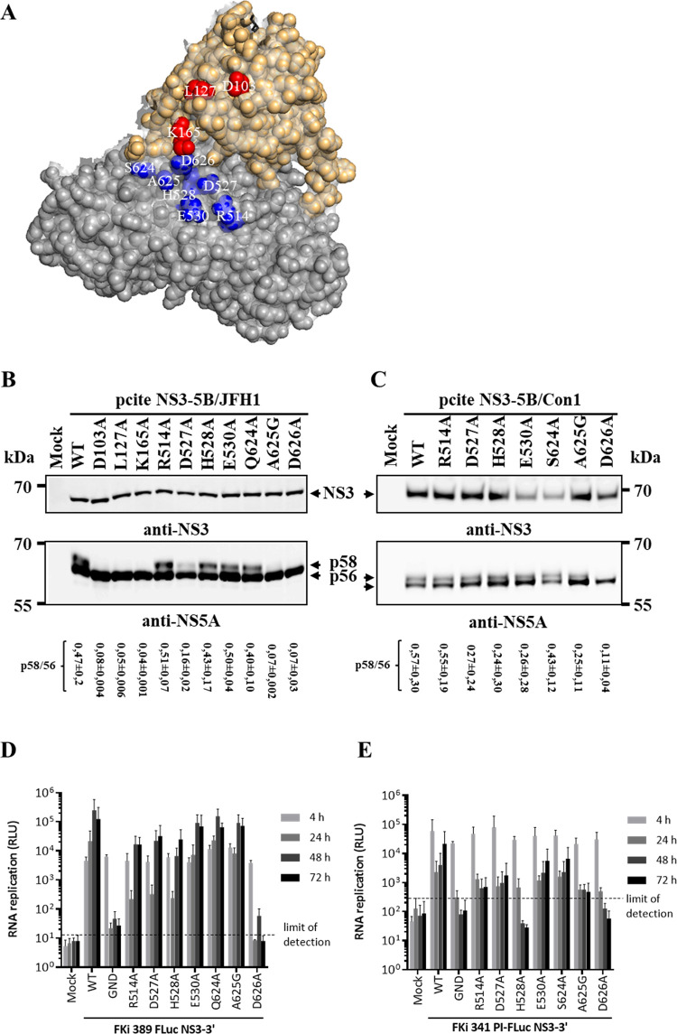 Fig 3