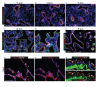 Figure 1—figure supplement 4.