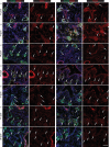 Figure 2—figure supplement 2.