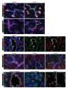 Figure 1—figure supplement 2.