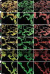 Figure 3—figure supplement 1.