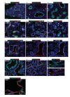 Figure 1—figure supplement 3.