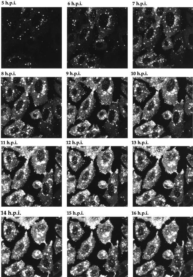 FIG. 7