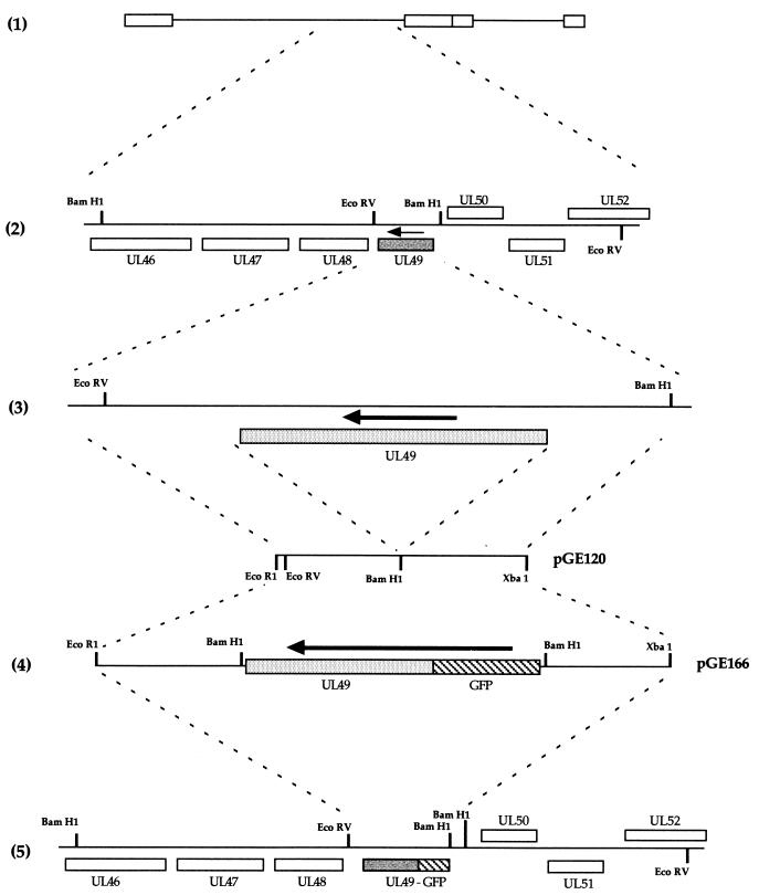 FIG. 1