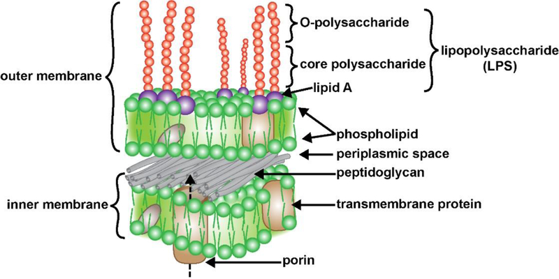 FIGURE 1 -