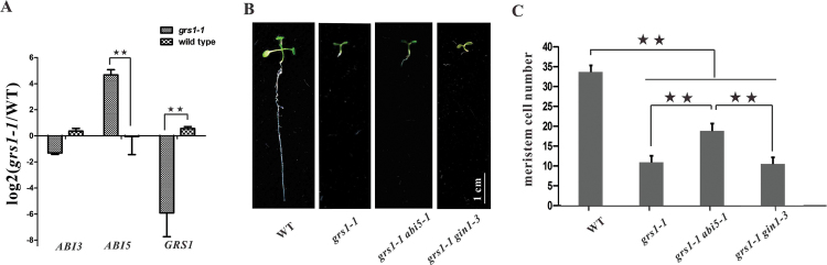 Fig. 8.