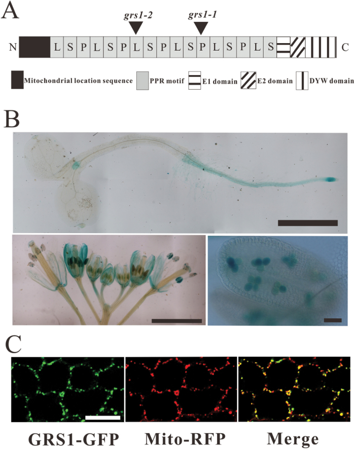 Fig. 3.