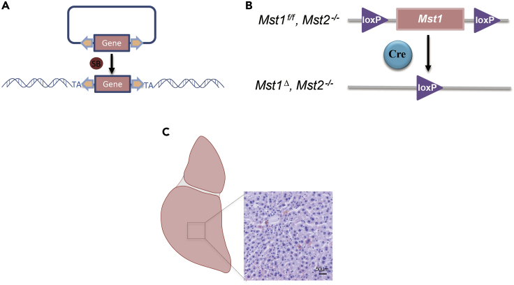 Figure 4