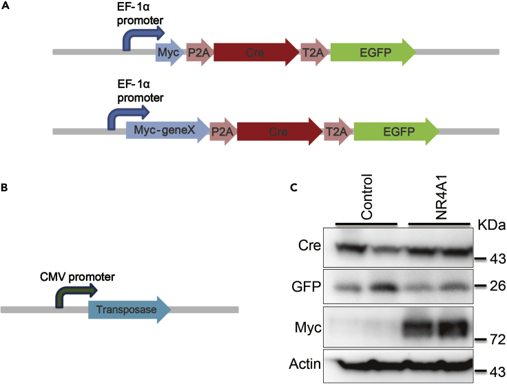 Figure 1