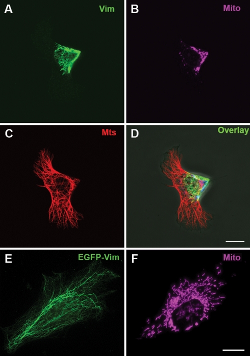 FIGURE 2: