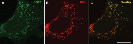 FIGURE 3: