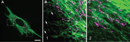 FIGURE 1: