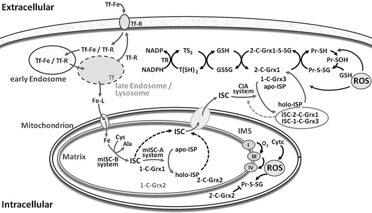 FIG. 3.