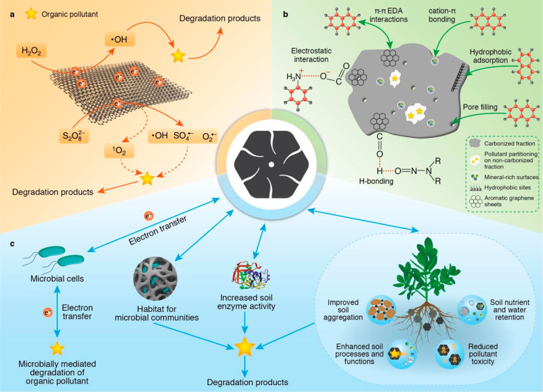 Integrating Biochar, Bacteria, and Plants for Sustainable Remediation ...