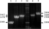 FIG. 2.