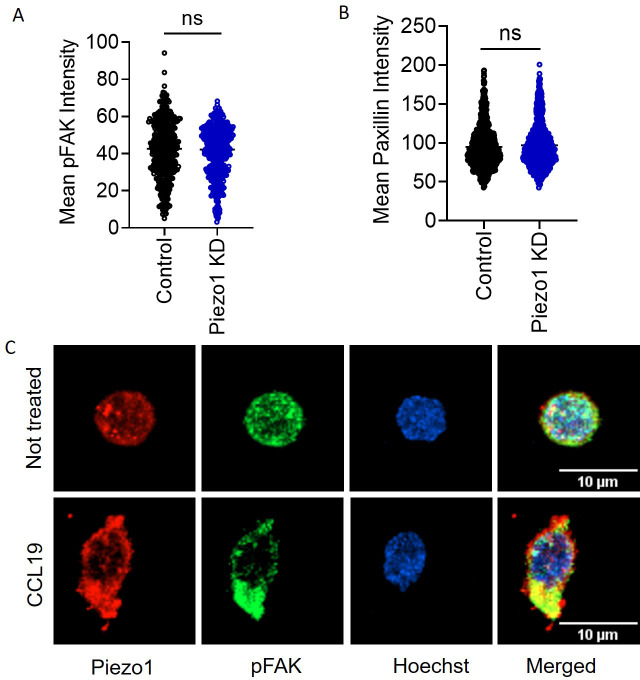 Figure 3—figure supplement 1.