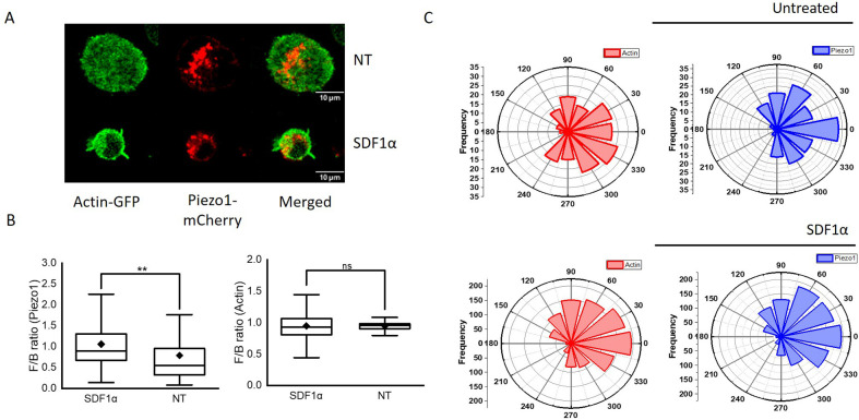 Figure 6—figure supplement 1.