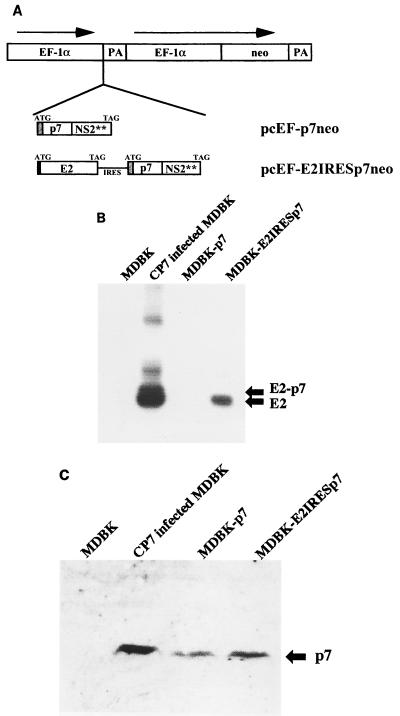 FIG. 6