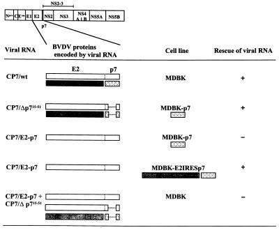 FIG. 7