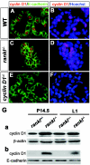 FIG. 2.