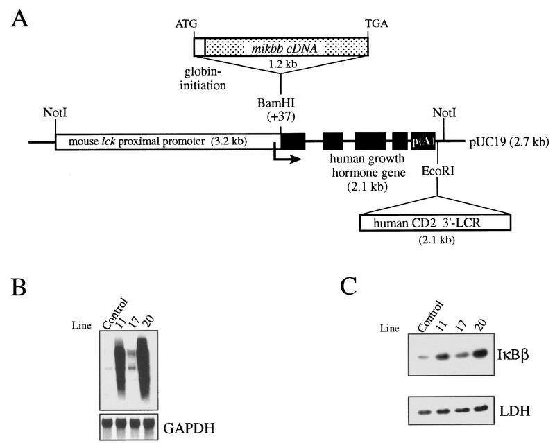 FIG. 1