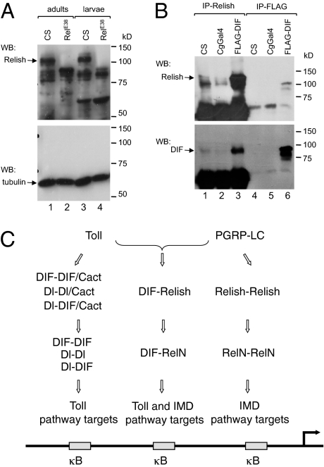 Fig. 5.