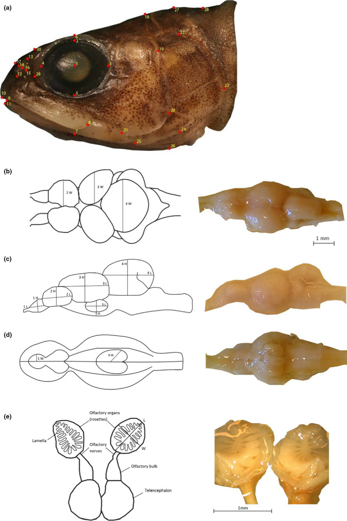 FIGURE 2