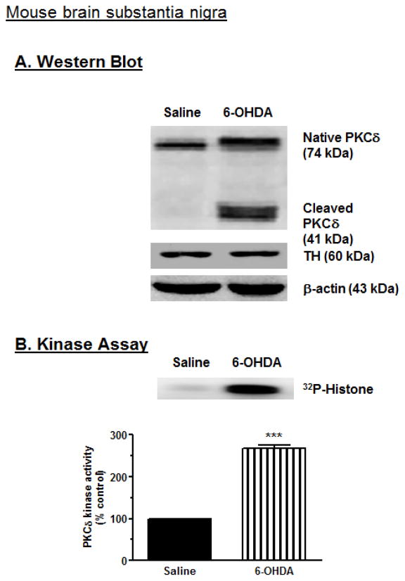 Fig. 10