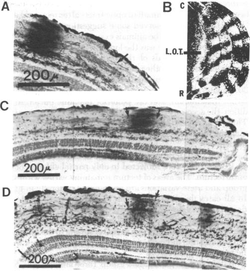 graphic file with name pnas00667-0629-a.jpg