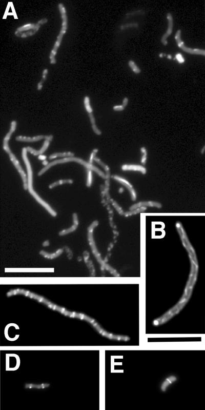 FIG. 5.