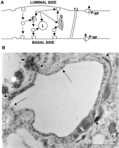 Fig. (2)