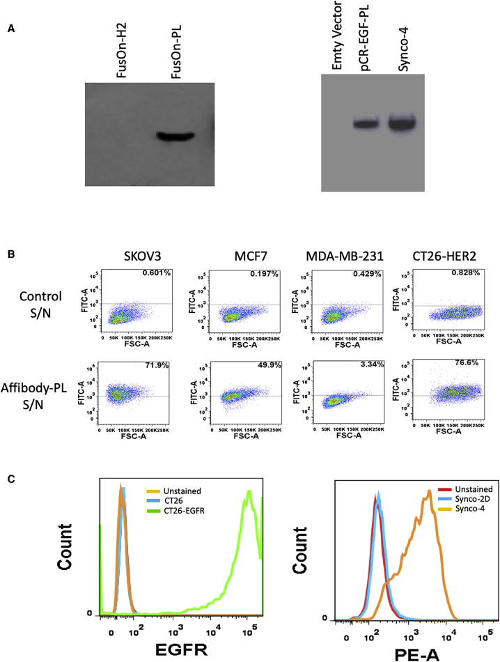 Figure 2