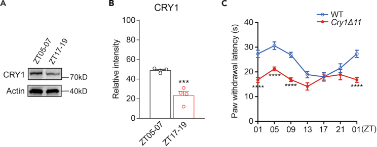 Figure 1