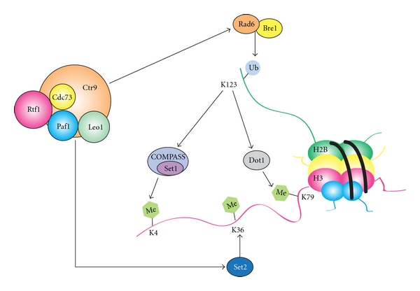 Figure 2