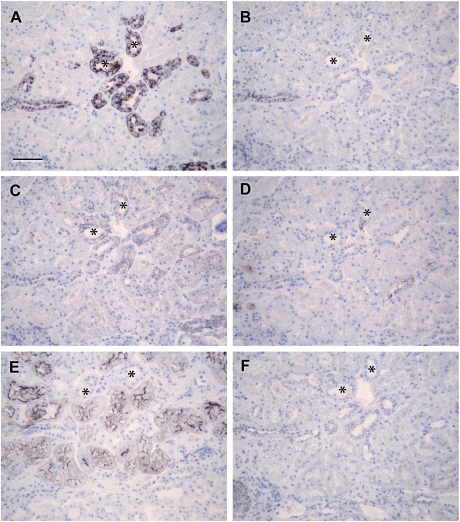 Fig. 7