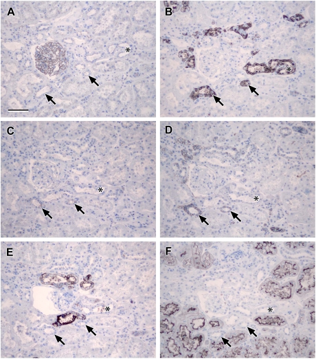 Fig. 9