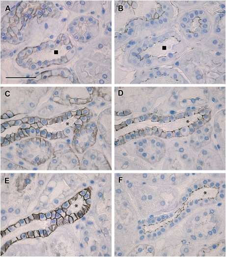 Fig. 8