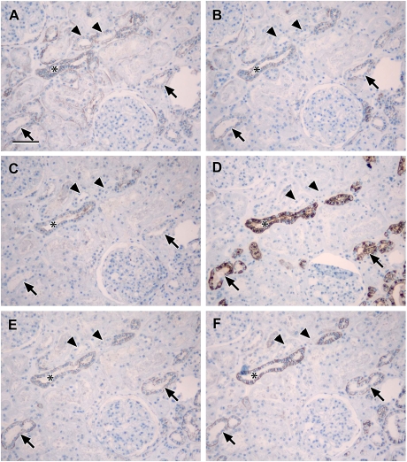 Fig. 6